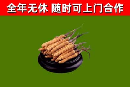 海棠回收散虫草
