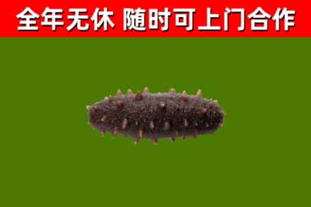 海棠烟酒回收干海参.jpg